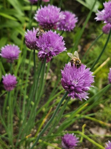 Bienen am Schnittlauch